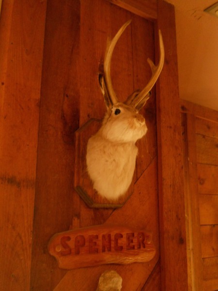 sirens jackalope