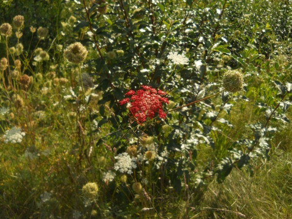 painted queen anne's lace