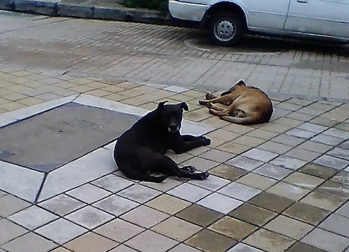 Bogota stray dogs
