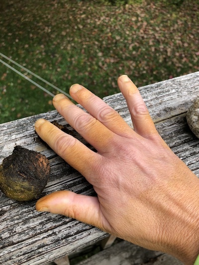 walnut stains in the morning