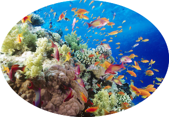 southern reef