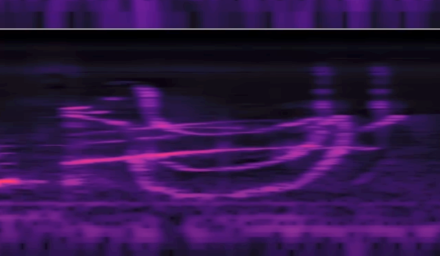 pink-purple bird on an a black background